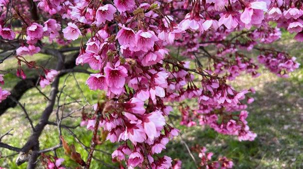春の花 春の花 春,花,ピンクの写真素材