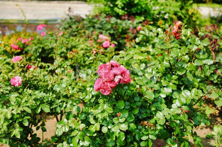庭園の花の写真　自然の素材 野草,野生,自生の写真素材