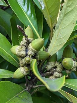 若い青どんぐり どんぐり,青い,緑色の写真素材