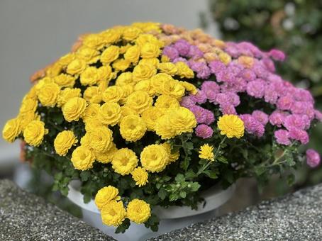 スプレーマム　洋菊の鉢植え ガーデニング スプレーマム,洋菊,菊の写真素材