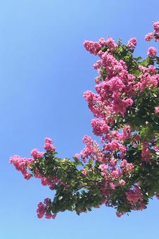 サルスベリの木花 サルスベリの木花の写真