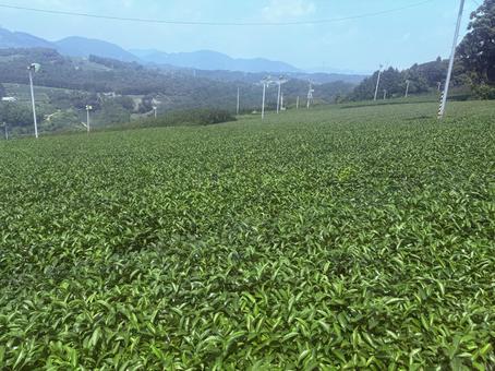 茶畑? 茶畑?の写真