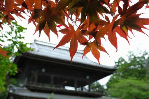 もみじ もみじの写真