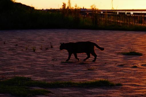 ねこ ねこの写真