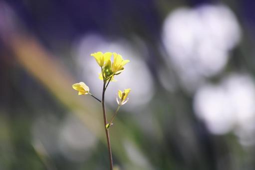 咲始めた春の菜の花 咲始めた春の菜の花 花,菜の花,植物の写真素材