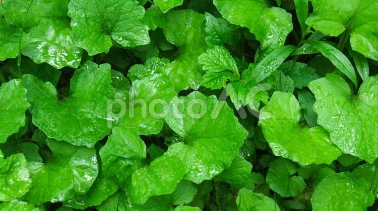 雨にお濡れた草の葉 雨,草の葉,草の写真素材