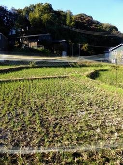 稲刈りを終えた郊外の静かな水田 田畑,田んぼ,水田の写真素材