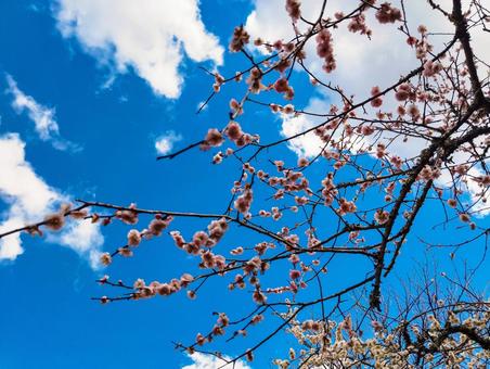 晴天に咲く2025 晴天に咲く2025 花見,梅見,3月の写真素材