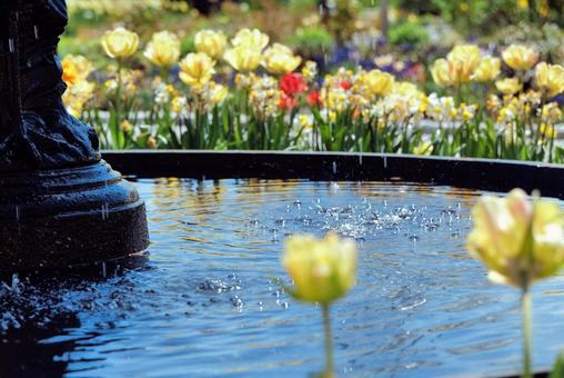 アメリカの庭園の噴水とチューリップ アメリカの庭園の噴水とチューリップ 海外,アメリカ,マサチューセッツの写真素材