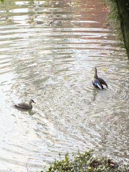 カモ カモ,鳥,野鳥の写真素材