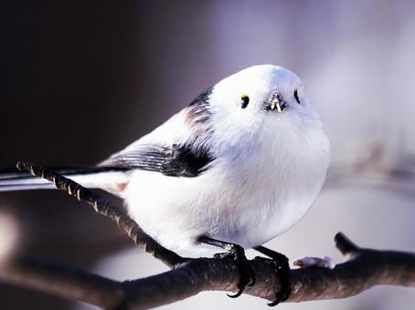 北海道の可愛いシマエナガ シマエナガ,自然,雪の写真素材