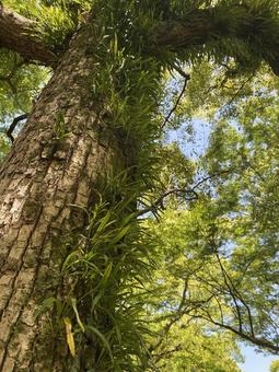 長い年月を重ねた木 長い年月を重ねた木の写真