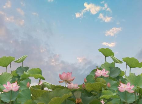 ハスと空を重ね ハスと空を重ねの写真