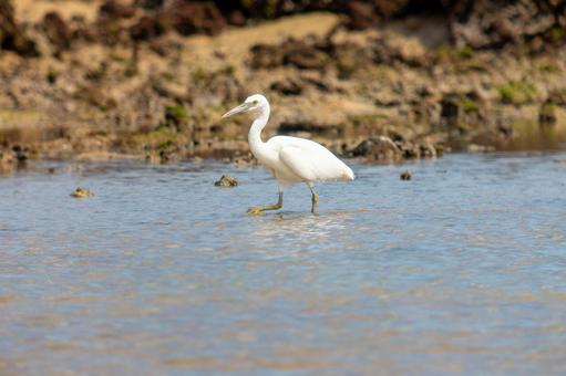 Photo, a heron, kurosagi, leucoplastic, 