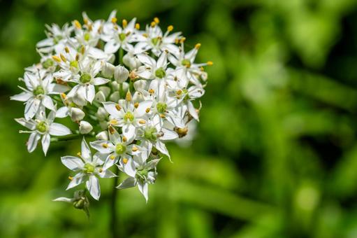夏のニラの花 夏のニラの花 ニラ,花,野菜の写真素材