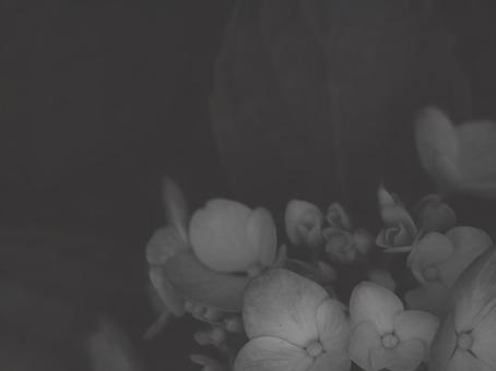 紫陽花 [白黒/淡]版 縦横4:3 白黒,モノクロ,グレースケールの写真素材