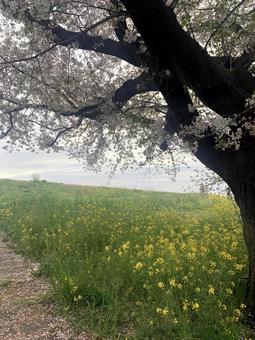 お花見 お花見の写真