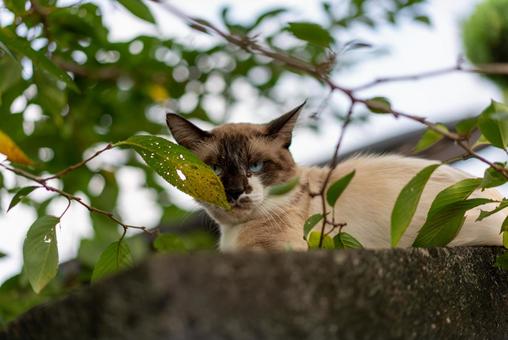 葉陰からのぞく猫の瞳 猫,ネコ,シャム猫の写真素材