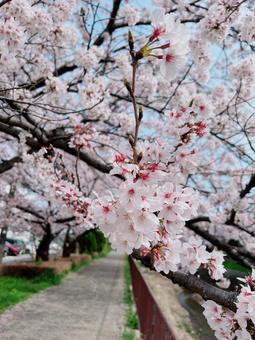 桜 桜の写真