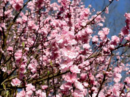 郊外の公園内に咲くハナモモ・アップの写真