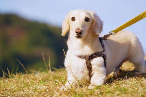 ワンコのポートレート 犬,ミニチュアダックス,ダックスフンドの写真素材