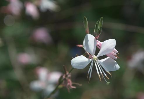 白いハクチョウソウの花 白いハクチョウソウの花の写真