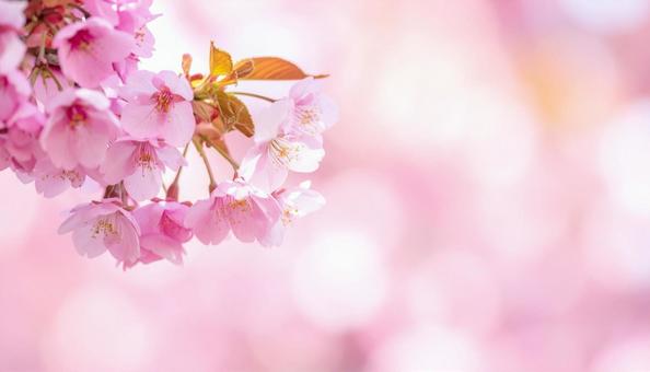 桜の花の背景・テキストスペース 桜の花の背景・テキストスペースの写真