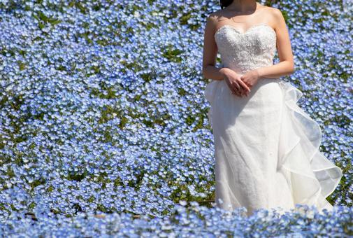 新娘和Nemophila, JPG 新娘和Nemophila, JPG