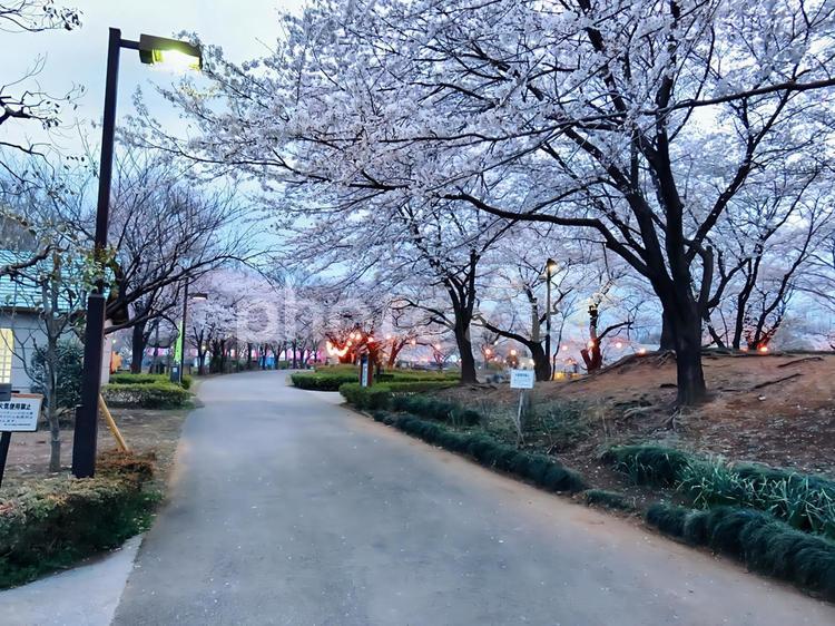 鶴ヶ島運動公園の桜並木 春,さくら,サクラの写真素材
