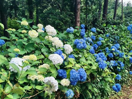 Hydrangeas on the hiking trail, JPG