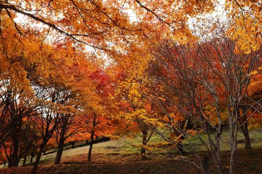 紅葉　長野県　もみじ湖 秋,モミジ,木漏れ日の写真素材