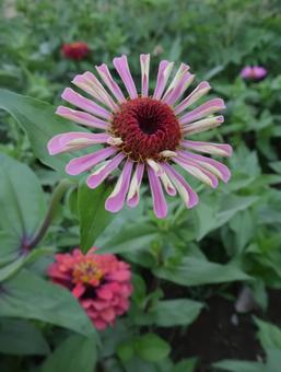 Zinnia Gorgeous Summer Flowers, JPG