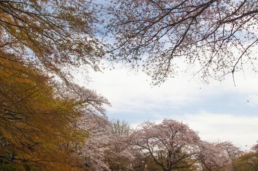桜と公園Ⅰ 桜と公園Ⅰ 公園,桜,緑の写真素材