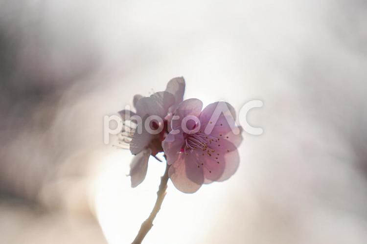 ふんわりと 春,初春,梅の写真素材