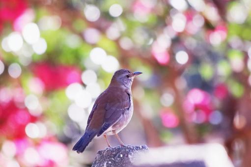カラフルな背景と野鳥のシロハラ カラフルな背景と野鳥のシロハラの写真