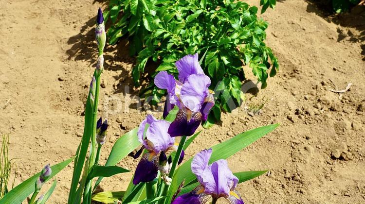 畑に咲くあやめ（菖蒲） 菖蒲,あやめ,花の写真素材