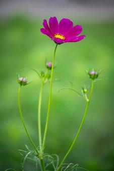 コスモス コスモスの写真