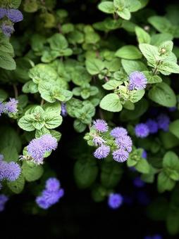 花黒バック 花黒バックの写真
