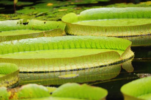 Photo, beautiful, green, pool, 