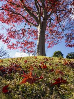 落葉彩る紅葉 落葉彩る紅葉の写真