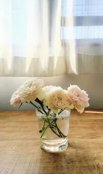 窓際に飾った満開のミニ薔薇② 窓際に飾った満開のミニ薔薇② 薔薇,花瓶,窓際の写真素材