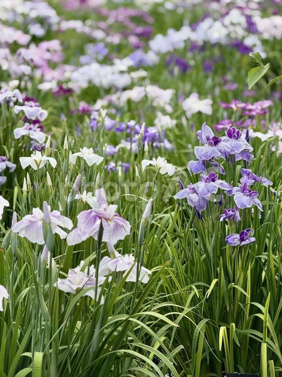 堀切菖蒲園　曇り空の下咲き誇る花菖蒲 5月,花畑,バイオレットの写真素材