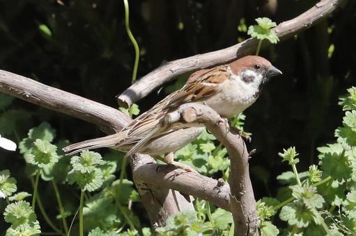 すずめ止まり木 すずめ止まり木 自然,野鳥,小鳥の写真素材