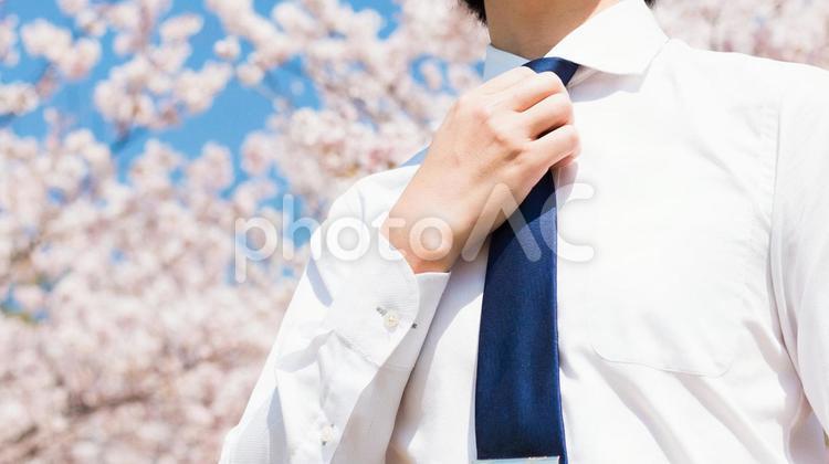 ビジネスマンと桜の木 やる気,サラリーマン,シャツの写真素材