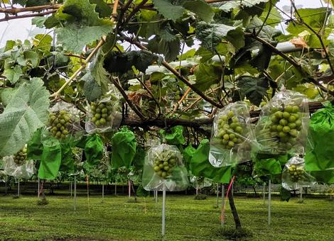 ブドウ農園 葡萄,ぶどう,フルーツの写真素材