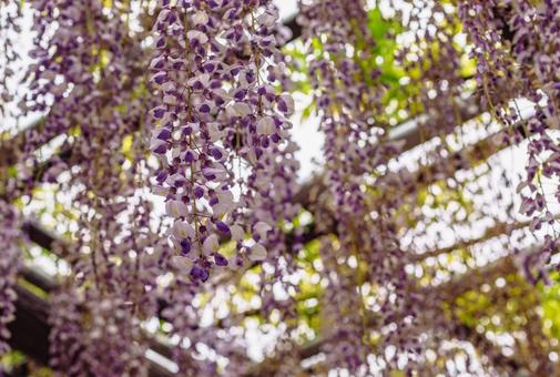 藤の咲く丘　藤棚の藤2ー26 藤棚,藤の花,花の写真素材