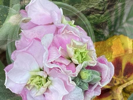 秋に見つけたお花24 秋に見つけたお花24の写真