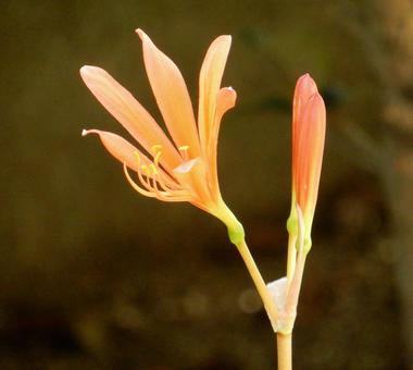 【花の写真】庭に咲くキツネノカミソリ 【花の写真】庭に咲くキツネノカミソリの写真