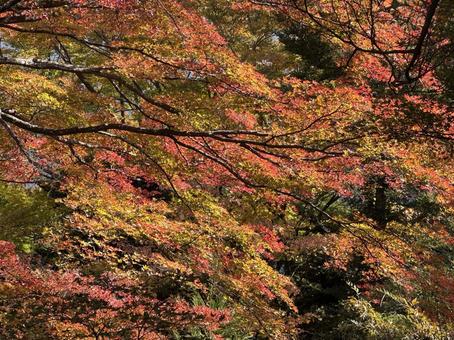 公園に広がる色とりどりの紅葉風景 紅葉,公園,秋の写真素材