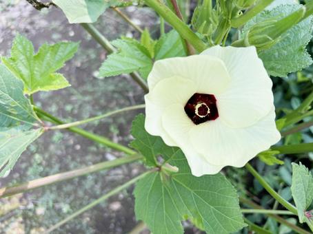 オクラの花 オクラの花 花,オクラ,おくらの写真素材